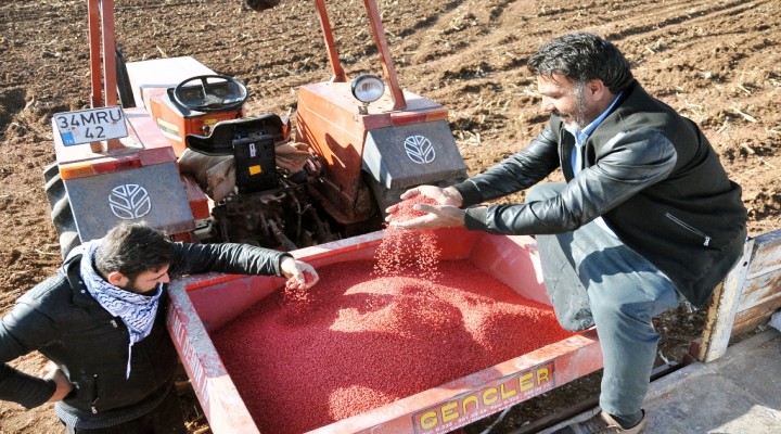 GAP çiftçisinin kuraklık endişesi