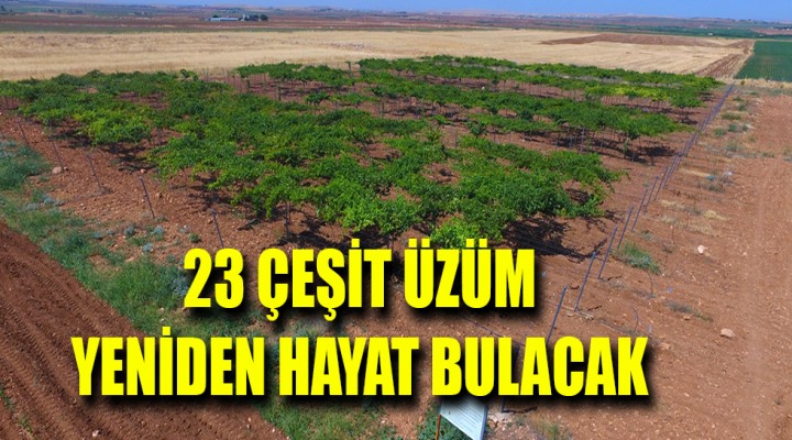 Şanlıurfa'daki üzümler koruma altına alınıyor