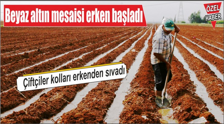 Beyaz altın mesaisi erken başladı