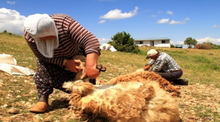 "Yün teknolojiye yenildi"