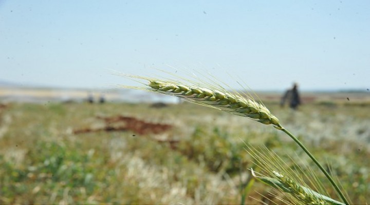 Ateşin ve dumanın lezzetlendirdiği tat: Firik