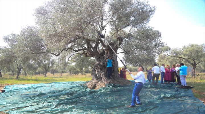 Zeytinyağının litresini 100 bin liradan satışa sunacaklar