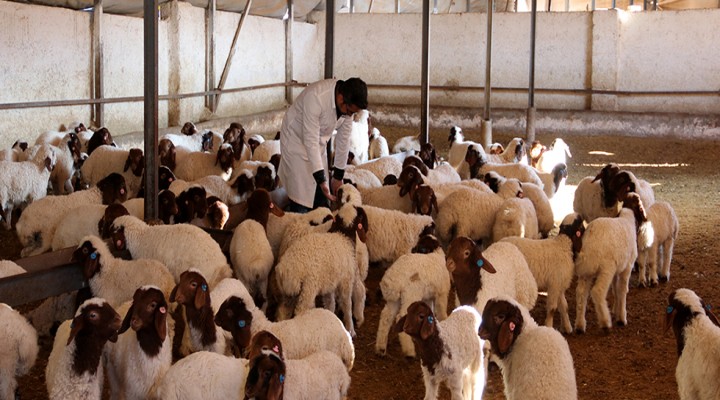 Kuzular özel bakımla büyütülüyor