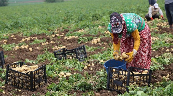 Patates ve Soğanın ihracatı kontrollü açılıyor