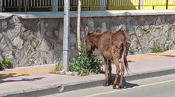 Sokağa çıkma kısıtlamasında sokağa çıkan eşek sahibini arıyor