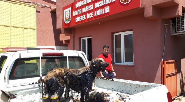 Petrol birikintisinde mahsur kalan köpek kurtarıldı