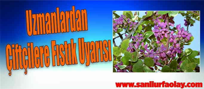 Fıstık ağaçlarında ‘phytoplasma’ tehlikesi