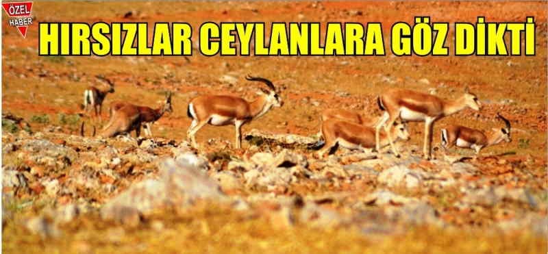 Gezme ceylan bu dağlarda, seni çalarlar