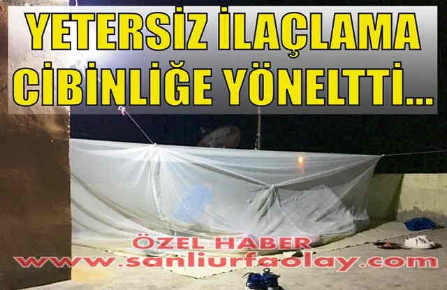 İlaçlama yapılmayınca çare cibinlik oldu