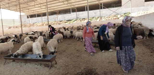 Kadın dayanışmasıyla çiftlik kurdular