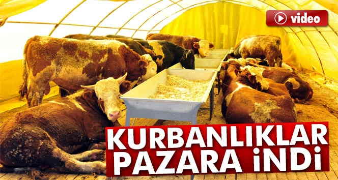 Kurbanlıklar pazara indi