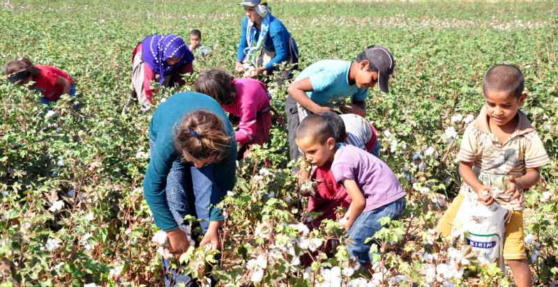 Ovada, beyaz altın hasadı başladı