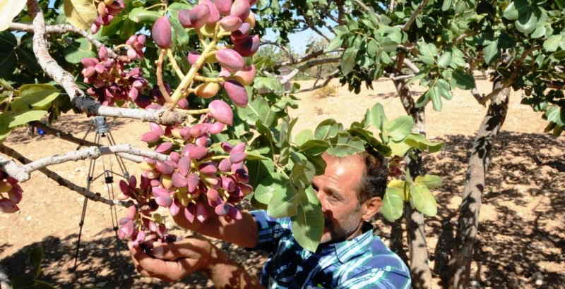 Şanlıurfa fıstık üretiminde birinci