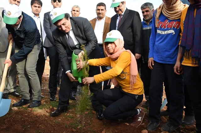 Şanlıurfa-Gaziantep yoluna bir milyon fidan