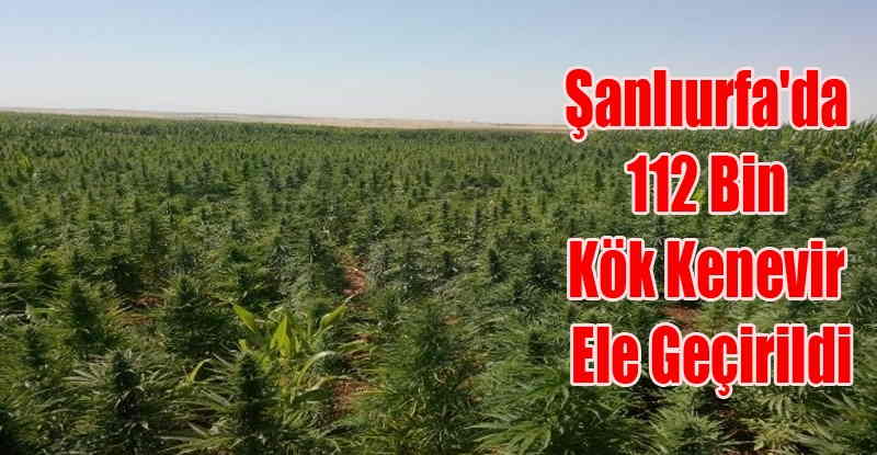 Şanlıurfa\'da 112 Bin Kök Kenevir Ele Geçirildi