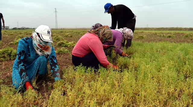 Şanlıurfa’da çiftçiye kuraklık darbesi