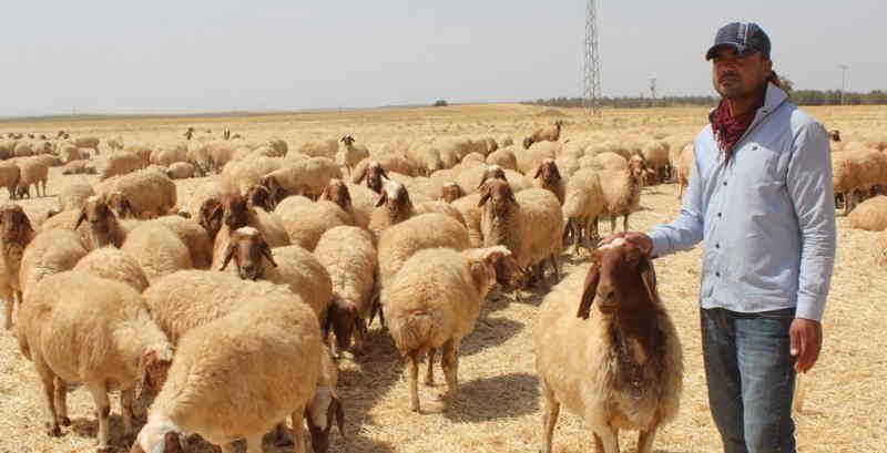 Şanlıurfa'da çoban bulunamıyor...