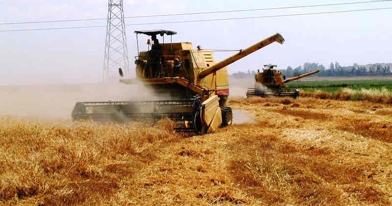 Şanlıurfa’da yılın ilk arpa hasadı.