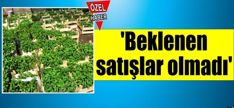 Sebze fidecileri umduğunu bulamadı