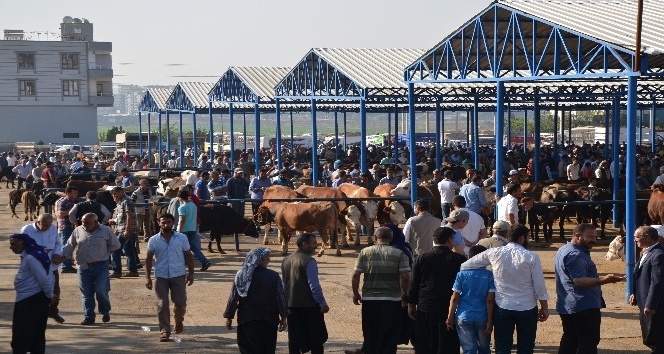 Siverek Hayvan pazarında kurban hareketliği