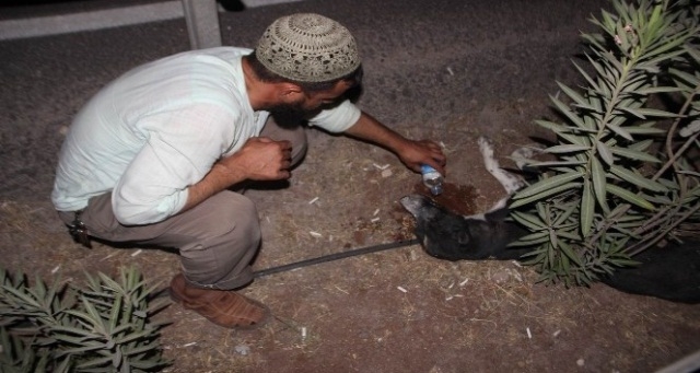 Yetkililer gelmeyince yaralı köpek öldü