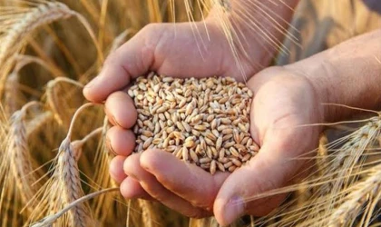 TMO Buğday Alım Fiyatları 2024: 1 Kilo Buğday Kaç Para?
