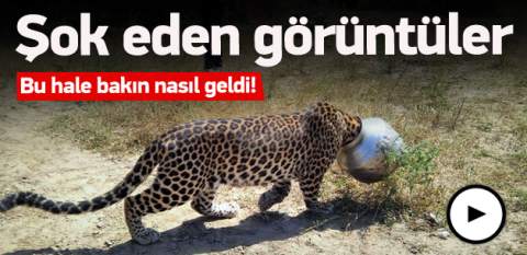 Leopar su ararken bu hale geldi