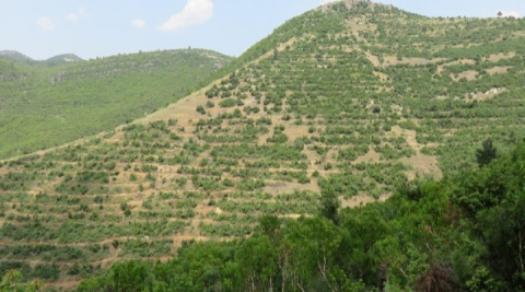 ‘Şanlıurfa’da 1 milyondan fazla fidan dikildi’