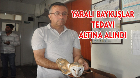 Yaralı baykuşlar tedavi altına alındı