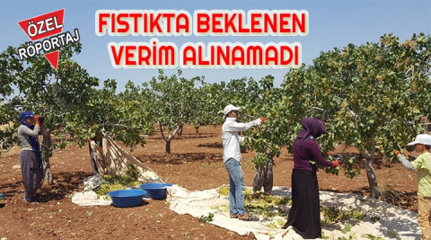 Fıstıkta beklenen verim alınamadı