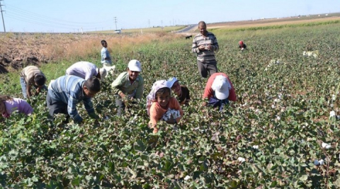 Urfa çiftçisine müjde...