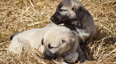 Kangal ve akbaş genlerine özel koruma