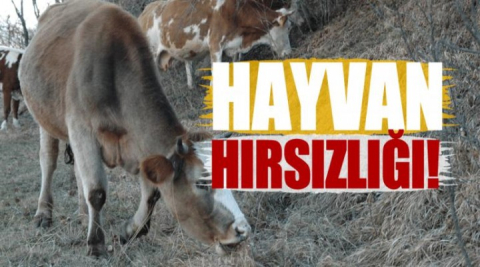 Kayseri'de çalınan hayvanlar, Siverek'te bulundu