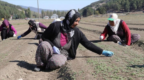 Kadınlar bebek hassasiyetiyle fidan yetiştiriyor