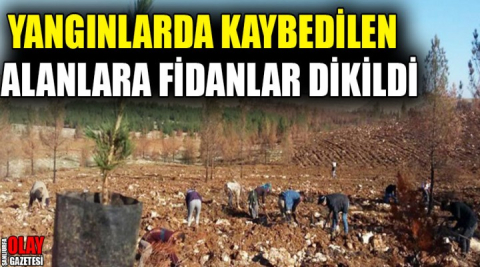 Yangınlarda kaybedilen alanlara fidanlar dikildi