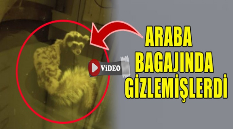 Bagajdan çıkan görenleri şaşırttı !