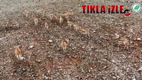 Urfa Ceylanları Cudi Dağı’nda Geziyor !