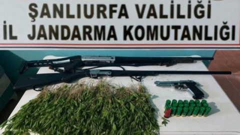 Urfa'da Arpa Tarlasına Uyuşturucu Etkiler