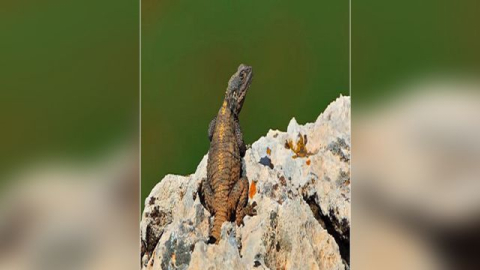 Urfa’da Bozkır Keleri Görüntülendi