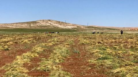 Urfa'da Mercimek Hasadına Başlandı