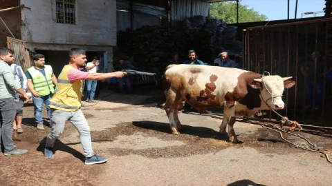 Kurban Yakalama Timi İş Başında