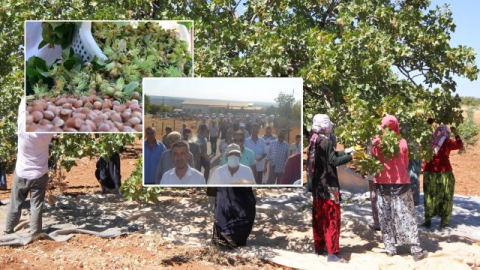 Urfa’da Fıstıkçılar Taban Fiyat İstiyor