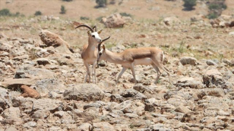 Cudi Dağı'nda Urfa Ceylan Varlığı Artıyor