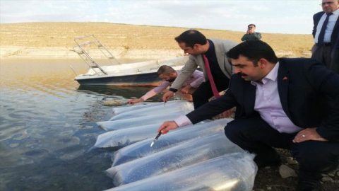 Urfa'da 1 milyon yavru şabut ve sazan nehre bırakıldı