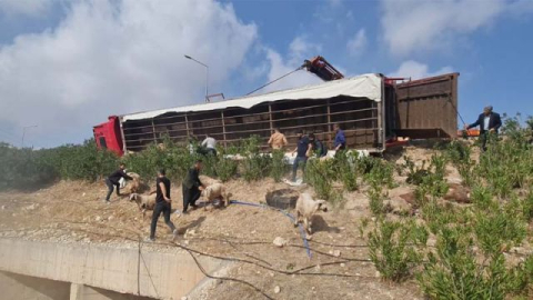 Şanlıurfa yolunda canlı hayvan yüklü tır devrildi