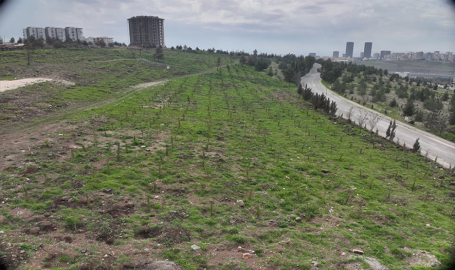 Şanlıurfa’da yanan ormanlık alanlar tekrar ağaçlandırılıyor