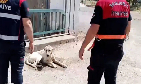 Haliliye’de sulama kanalına düşen köpek kurtarıldı