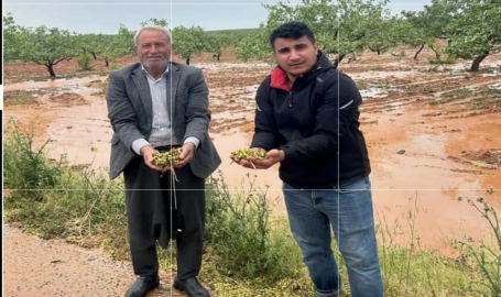 Şanlıurfa’da Fıstık Ağaçlarına Dolu Vurdu!