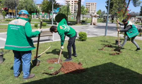 Haliliye Belediyesi Parkları Ağaçlandırma Çalışmalarını Sürdürüyor