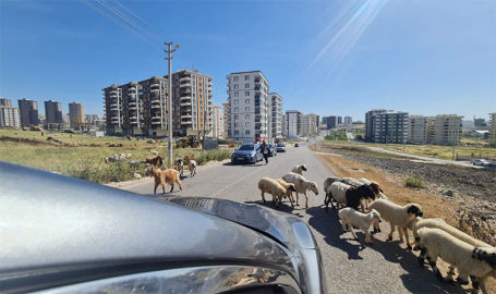 Kurban Bayramı Yaklaştı, Kurbanlıklar Şehir Merkezlerine İndi